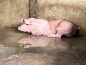 Thông tin từ cuộc kiểm tra khác